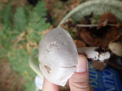 Tricholoma virgatum