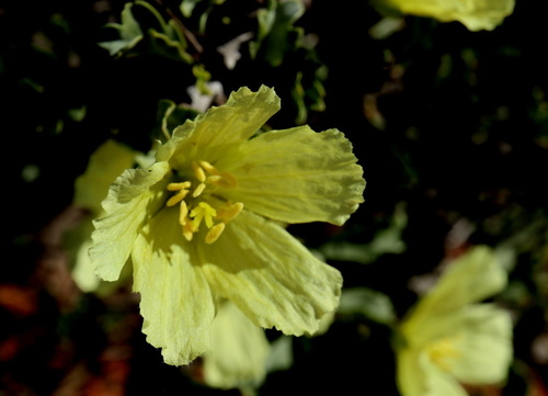 Monsonia flavescens (S.E.A.Rehm) F.Albers