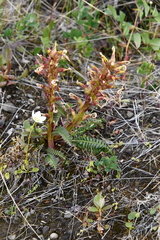 Pedicularis oederi