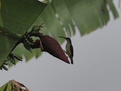 Arachnothera longirostra