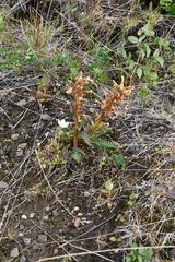 Pedicularis oederi