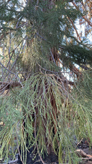 Sequoiadendron giganteum