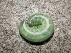 Condica sutor