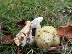 Pseudoboletus parasiticus
