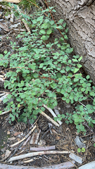 Symphoricarpos mollis