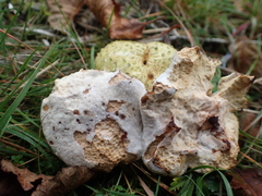 Pseudoboletus parasiticus