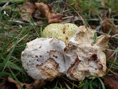 Pseudoboletus parasiticus