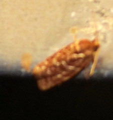 Choristoneura houstonana