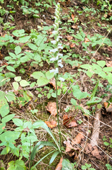 Spiranthes cernua