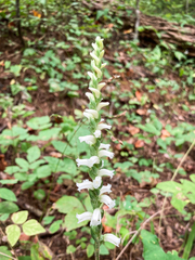 Spiranthes cernua
