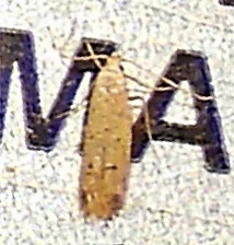 Monochroa quinquepunctella