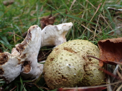 Pseudoboletus parasiticus