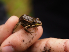 Pelophylax ridibundus