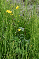 Ranunculus propinquus subborealis