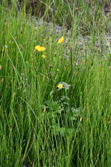 Ranunculus propinquus subborealis