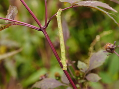 Biston betularia