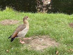 Alopochen aegyptiaca