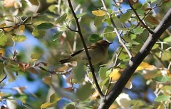 Phylloscopus collybita