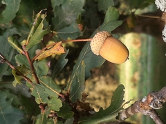 Quercus robur