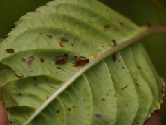 Succinea putris