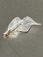 Pterygota