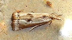 Microcrambus croesus
