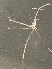 Pholcidae