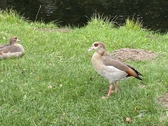 Alopochen aegyptiaca