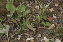 Petasites spurius