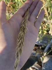 Leymus mollis