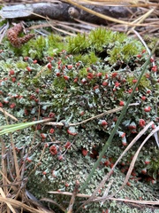 Cladonia cristatella