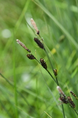 Carex nigra juncea
