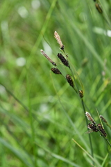 Carex nigra juncea