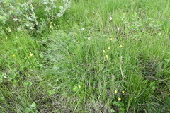 Carex nigra juncea