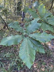 Magnolia macrophylla