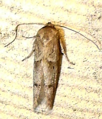 Blastobasinae