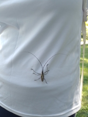 Neoptychodes trilineatus