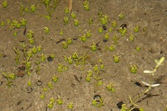 Crassula