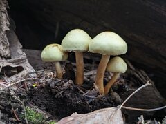 Pholiota flavida