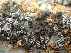 Phaeophyscia nigricans