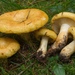 Spotted Milkcap - Photo (c) Marco Floriani, some rights reserved (CC BY-NC), uploaded by Marco Floriani