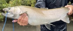 Oncorhynchus kisutch