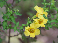 Aureolaria pedicularia