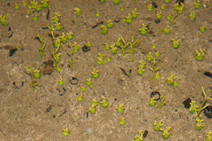 Crassula