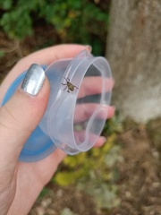 Curculio glandium