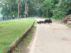 Sus scrofa domesticus