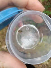 Curculio glandium