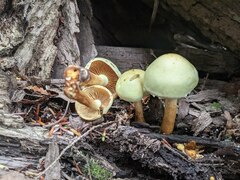 Pholiota flavida