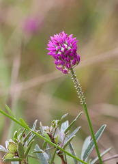Polygala curtissii