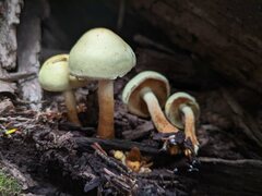 Pholiota flavida